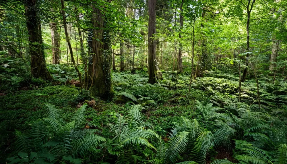 Plantation forestière